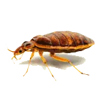 Bed bug image in Laos Pest Lab