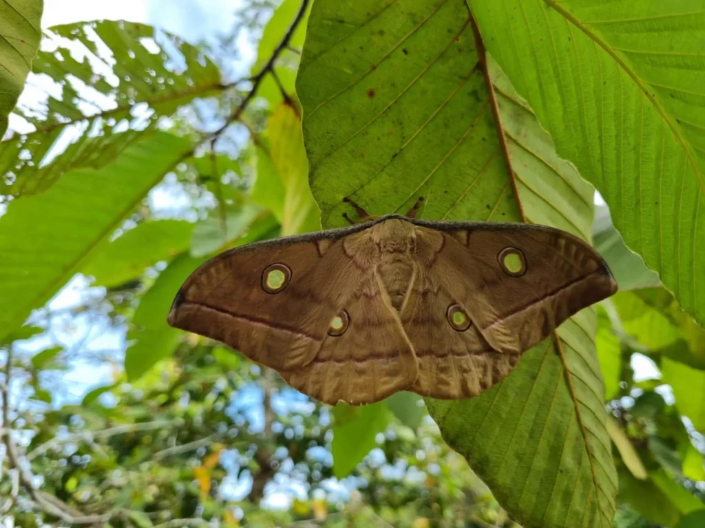 Large brown moth on tropical leaf in Laos, natural ecosystem related to pest control environment