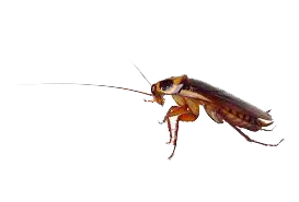 Cockroach control Luang Prabang