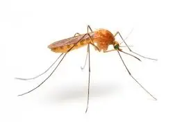 Pest control luang prabang Mosquito traps Biogents