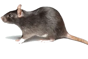 mouse rat rodent control luang prabang
