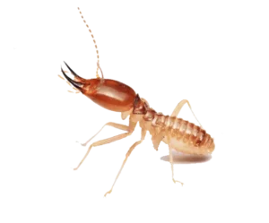 Termites extermination Laos