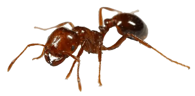 Ant control Luang Prabang Exterminator